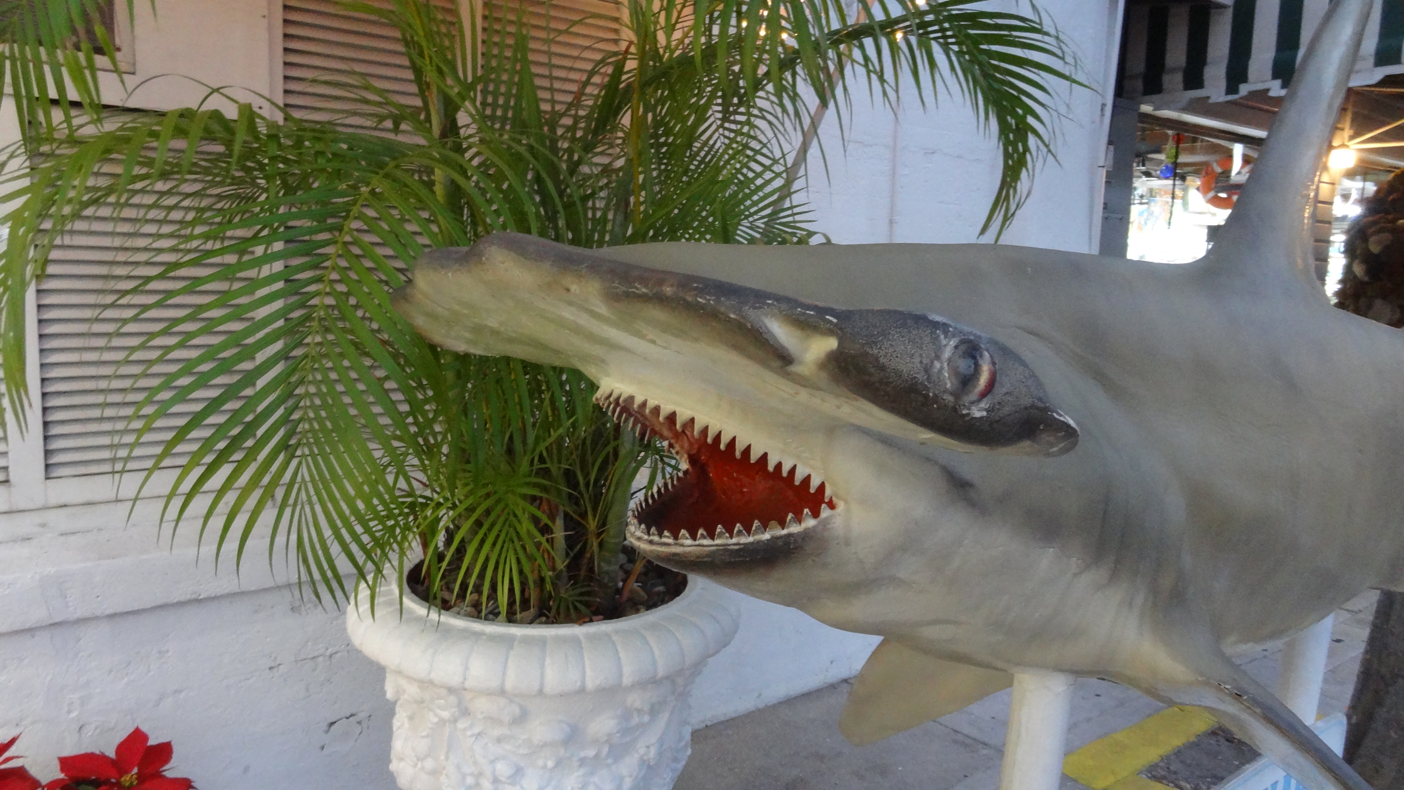 DSC08312.JPG